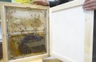Naravoslovni dan: Čebele
